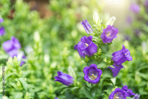 Beautiful purple flower garden with morning day light, spring nature, flower garden