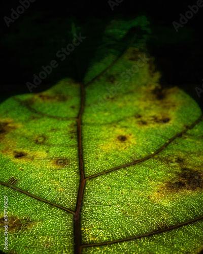 Quadro su tela Scientific close study of organic fibrous web inside a dicotyledon