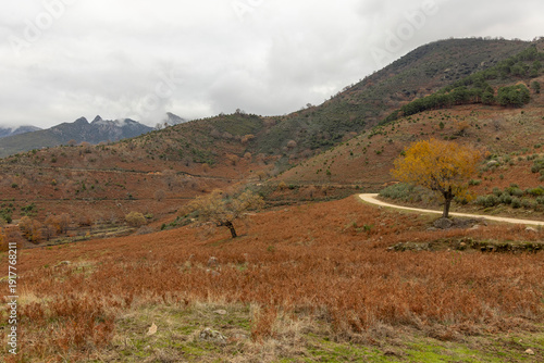 Wallpaper Mural A barren, dry field with a tree in the middle Torontodigital.ca