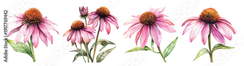 echinacea flower painting set, Minimal yet artistic elements for creative designs. hand-drawn paint, Simple Illustration, A beautiful painting isolated on a white background