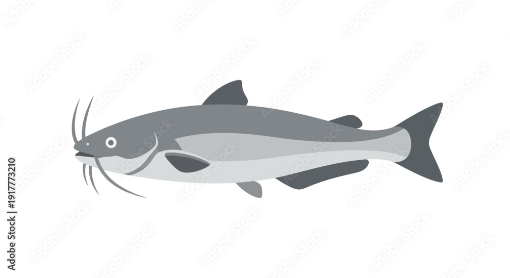 Fototapeta premium Gray Catfish Swimming Sideways.