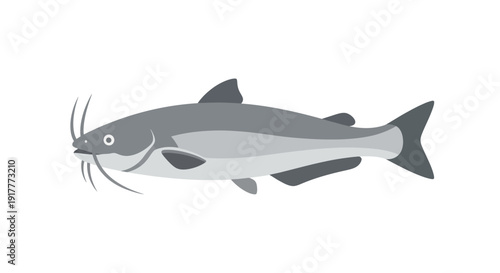 Gray Catfish Swimming Sideways.