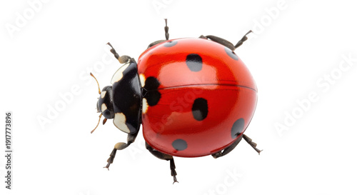 Isolated ladybug with red shell, black spots, and six legs, close-up macro detailed view