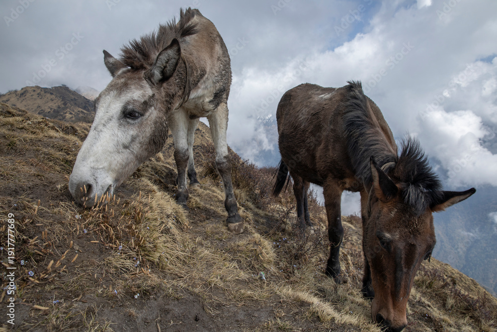 Fototapeta premium Mule caravans in the Himalayas