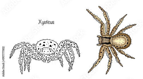 Xysticus