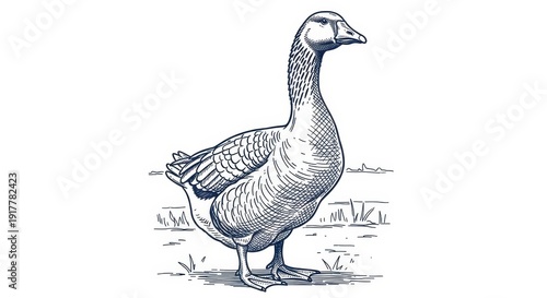 Single domestic goose standing in a meadow with sparse grass in a classic blue engraving style on a white background. Concept of poultry farming and rural nature