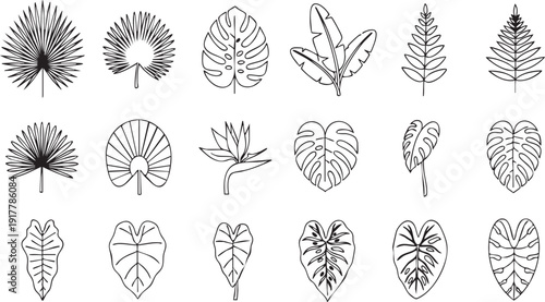 Collection of Various Leaf Illustrations.
