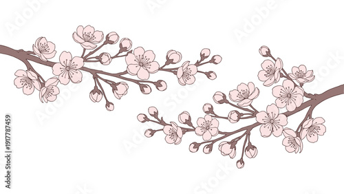 Beautiful pink cherry blossom or sakura branches with delicate flowers and buds depicted in a soft painterly style against a clear white background.