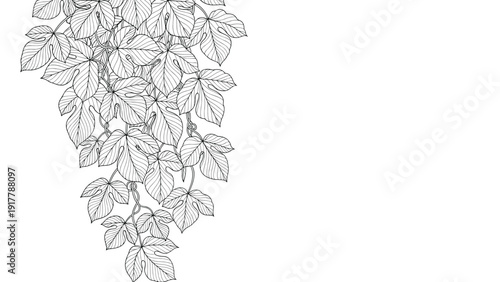 Detailed black and white line drawing of a hanging plant with many vine leaves creating a natural and lush vertical garden effect on a white wall.