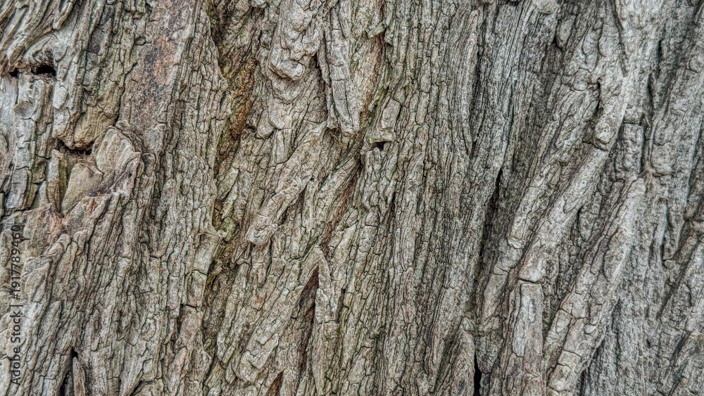 Obraz premium tree bark texture