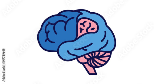 Human Brain Anatomy Illustration.