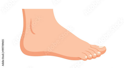 Human Foot Illustration Side View.