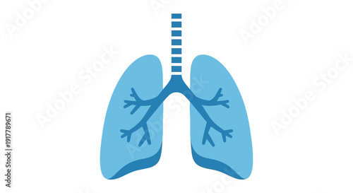 Human Lungs Anatomy Illustration.