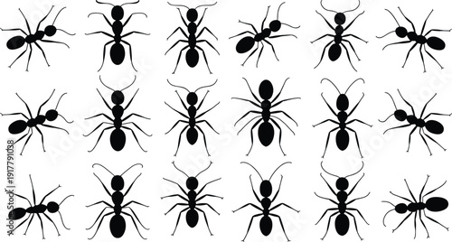 Set of black ant silhouettes with various crawling positions and top views isolated on white background for nature education and pest control.