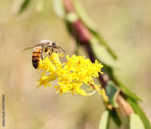 Bee pollinating yellow flowers