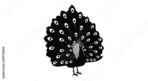 Elegant peacock display with fully fanned tail a striking silhouette