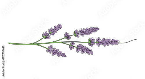 Delicate hand-drawn lavender branch with purple flowers and green stem. Perfect for spa branding, aromatherapy, floral design, and invitations. Isolated on a clean white background.