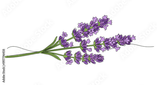 Three sprigs of lavender with green stems and purple flowers on white. Clean, botanical illustration great for packaging, branding, or backgrounds.