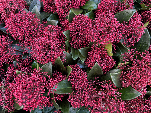 Konstfotografi Skimmia japonica Rubella or Skimmia Rubella