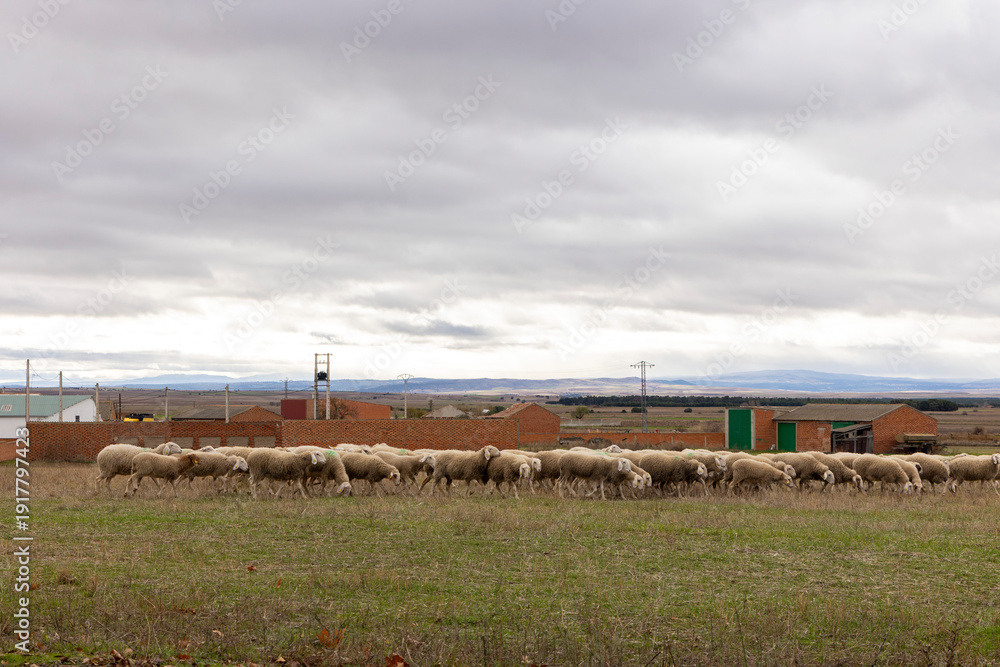 Fototapeta premium A herd of sheep are grazing in a field