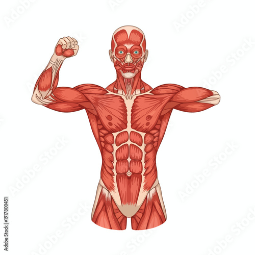 Detailed Illustration of the Human Muscular System for Medical and Educational Use
