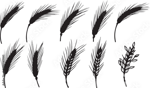 Wheat and barley ear vector collection. Includes rye, oat, cereal, grain, and agriculture symbols. Created in hand-drawn style with black and white palette.