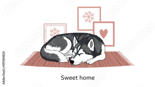 Peaceful scene of a husky dog curled up and sleeping on a warm rug in a cozy home environment with framed pictures on the wall.