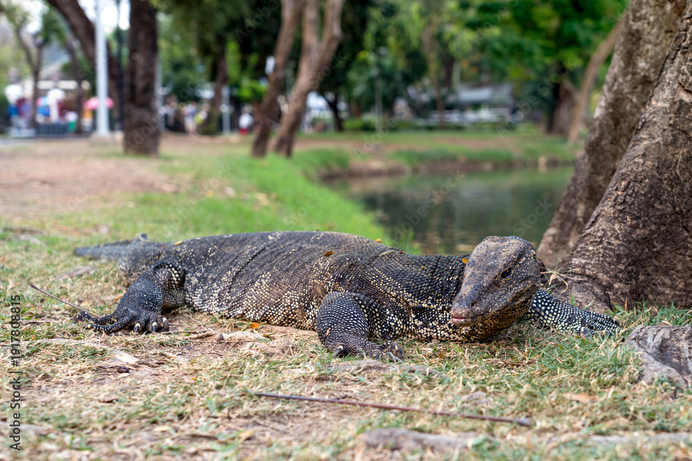 Fototapeta premium Large Asian Common Water Monitor Lizard - Varanus salvator resting lying on grass near tree trunk in habitat at Lumphini Public Park Bangkok, Thailand.