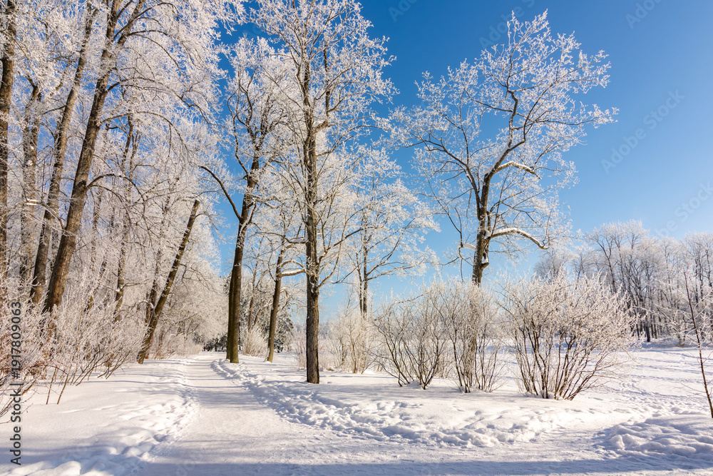 Fototapeta premium Winter in Catherine park, Tsarskoe Selo (Pushkin), Saint Petersburg, Russia