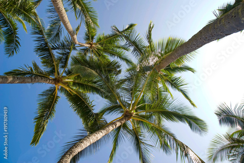 Wallpaper Mural Palm tree in the sky Torontodigital.ca