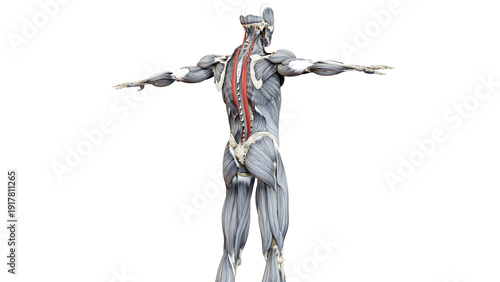 Human Muscular System Torso Muscles Longissimus Muscle Anatomy