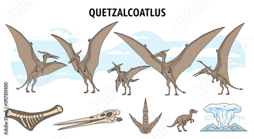 Illustration of Quetzalcoatlus with anatomical and related features