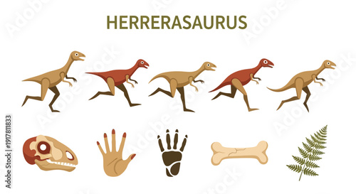 Illustration titled Herrerasaurus showing five bipedal dinosaurs fossils and a fern