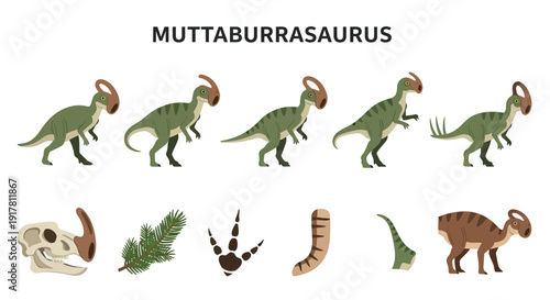 Illustrations of Muttaburrasaurus dinosaur fossil footprint plants and skeletal parts