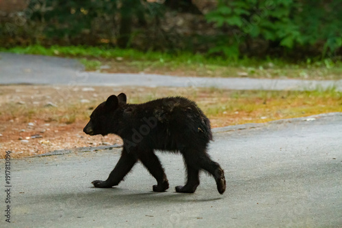 Fotografía A black bear cub walking through a campground in New Hampshire