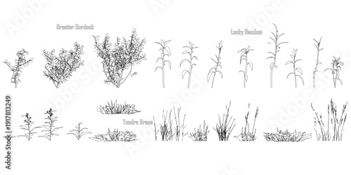 Detailed black and white contour drawing of various grasses and flowers, presented as an educational set with labeled names for each plant species.