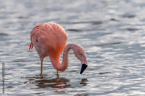 Photos Chilean flamingo (Phoenicopterus chilenis) Standing in Calm Shallow Water