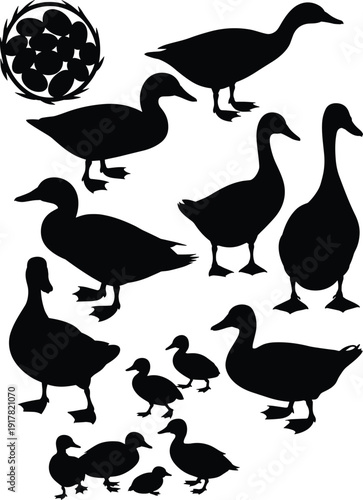 Duck family silhouette set, geese and ducklings with nest eggs isolated on white background vector illustration