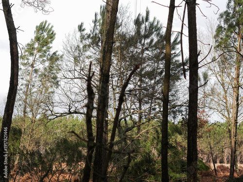 Φωτογραφία Dégâts de la tempête Nils, dans la forêt des Landes de Gascogne, Février 2026