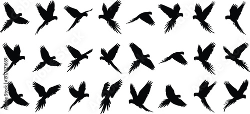 Black Silhouette Set of Macaw Parrots Flying in Various Poses for Tropical Nature Wildlife Protection Exotic Bird Education and Jungle Vector Illustration