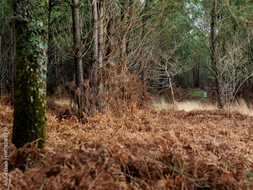 Konstfotografi Dégâts de la tempête Nils, dans la forêt des Landes de Gascogne, Février 2026