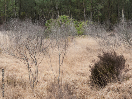 Fényképezés Dégâts de la tempête Nils, dans la forêt des Landes de Gascogne, Février 2026