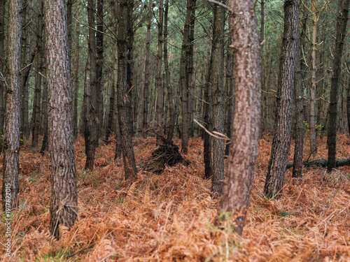 Konstfotografi Dégâts de la tempête Nils, dans la forêt des Landes de Gascogne, Février 2026