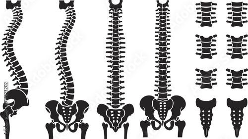 Human spine anatomy illustration, vertebral column, pelvis and sacrum, front and side views, skeletal system diagram isolated on white background