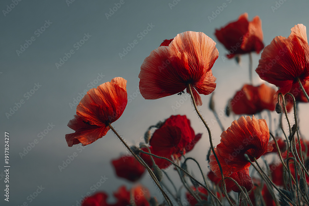 Fototapeta premium Red poppy flower with delicate petals and slender stems against moody sky, creating serene and natural floral scene with vibrant colors and soft lighting