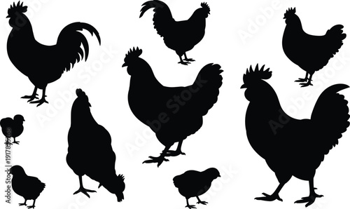 Chicken rooster and chick silhouette collection, farm poultry family poses set, black bird shapes, rustic rural agriculture themed vector illustration design