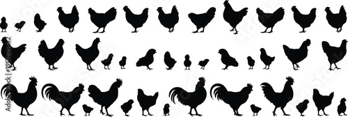 Chicken rooster and chick silhouette mega collection, farm poultry family poses set, black bird shapes, rural livestock agriculture vector illustration