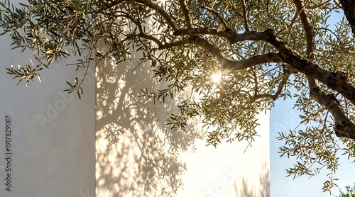 Olive tree casting shadows on white wall in bright sunlight  