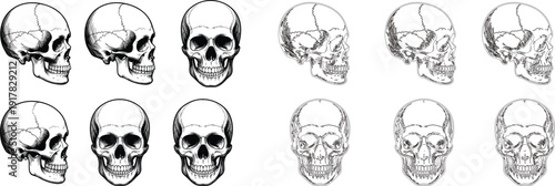 Human skull anatomy illustration set, vintage anatomical engraving, medical skeleton drawing, monochrome bone artwork, classic anatomy study, detailed skull collection