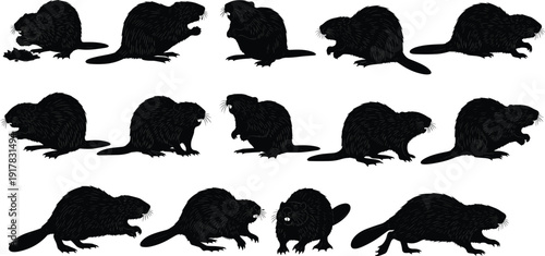 Black Silhouette Set of Wild Beavers in Various Poses Including Swimming Eating and Standing for Wildlife Protection Nature Education and Vector Illustration